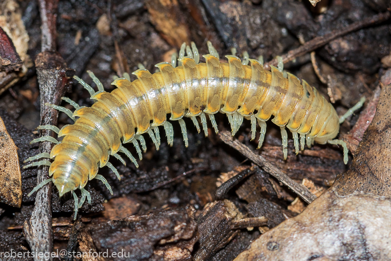 millipede